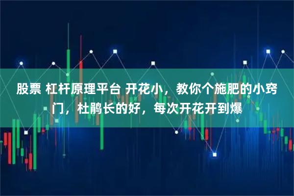 股票 杠杆原理平台 开花小，教你个施肥的小窍门，杜鹃长的好，每次开花开到爆